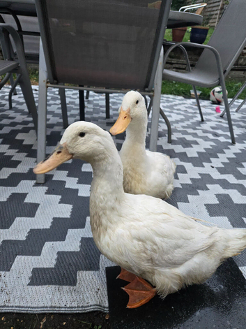 Aylesbury Ducks