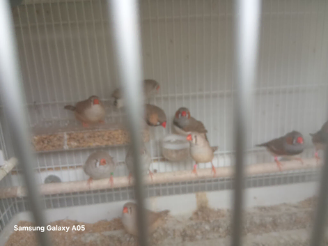 Zebra finches and budgies for sale