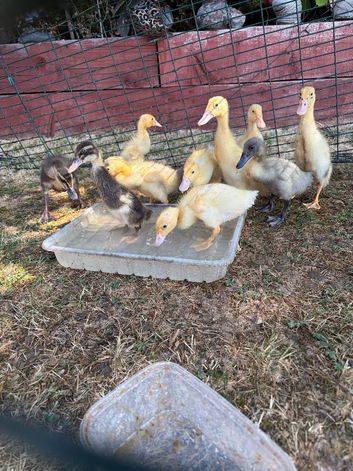 Runner ducks