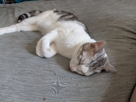 Bengal x kitten
