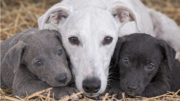 Beautiful whippet puppies.