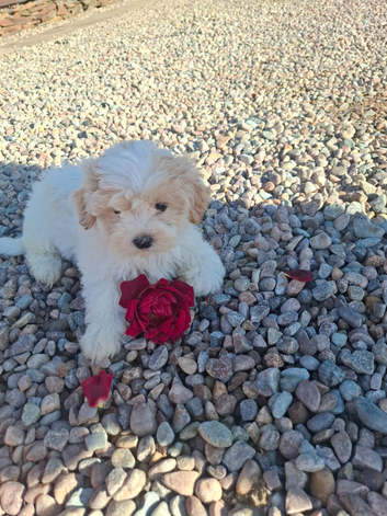 Shichon puppies