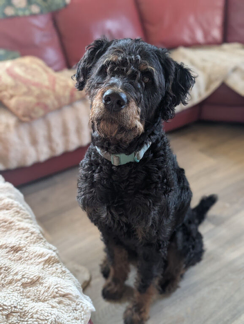 Rottweiler /  Rottidoodle