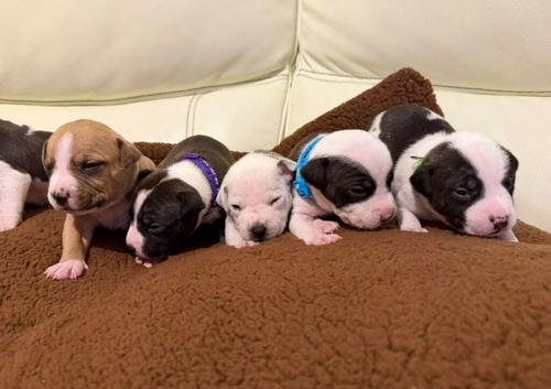 Beautiful staffy puppies