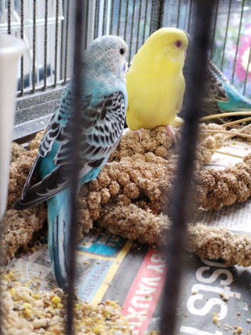 Beautiful baby budgies