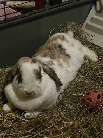 2 French lop rabbits