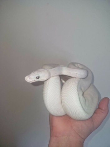 blue eyed leucistic