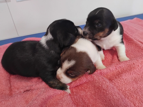 Jack Russell puppies 3 left