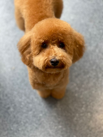 RED TOY POODLE STUD