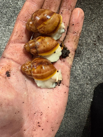 Archachatina Rhodostoma albino body green shell Giant land snail