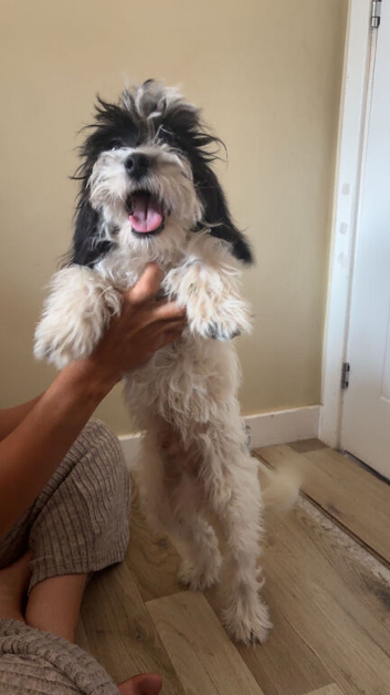 7 month old cavapoo boy