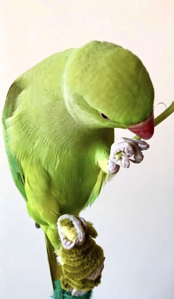 Baby ring neck tamed talking parrot