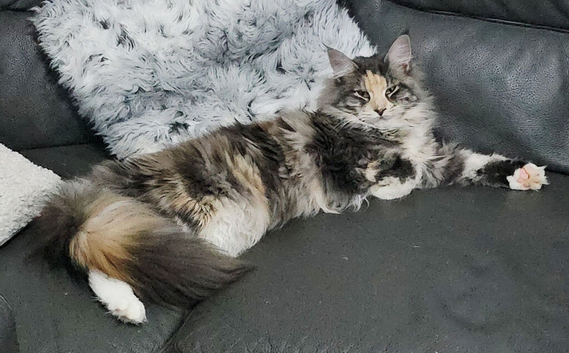 Stunning mainecoon babys