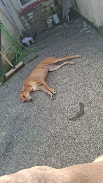 Ruby needs a new home asap