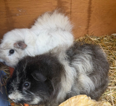 1 year old long haired female guinea pig pair