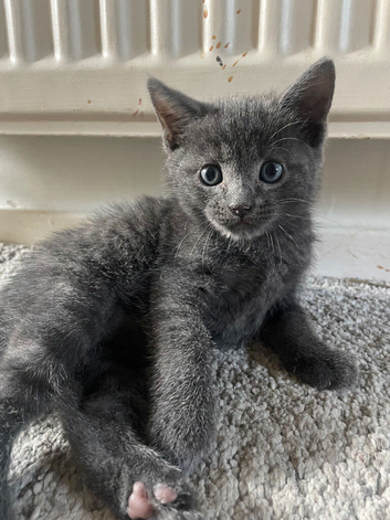 4 beautiful kittens available