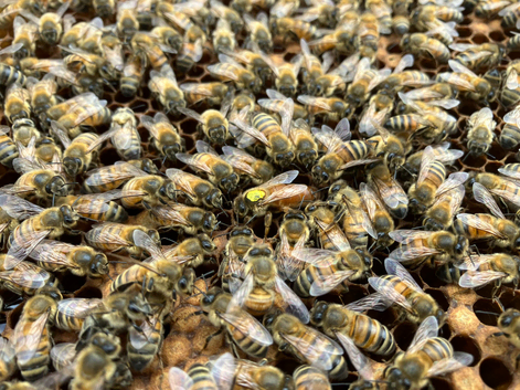 6 Frame Overwintered National Nuc of Bees Available Spring 2027