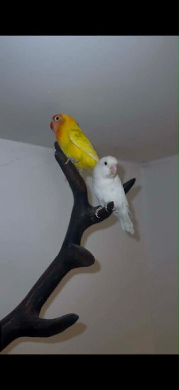 Pair of love birds