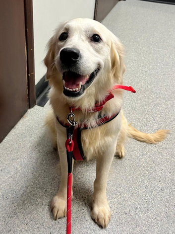 Guardianship Home Wanted for Beautiful Golden Retriever Female