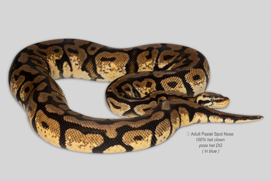 Adult Female Pastel Spot Nose het Clown
