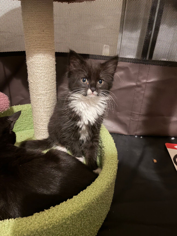 Sweet Black Kittens Need Forever Homes! We have adorable eight-week-old black kittens, two girls and one boy, ready to bring joy and cuddles to their