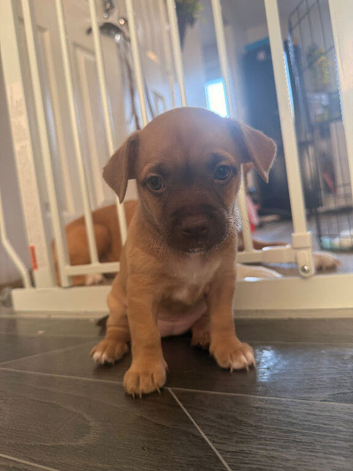Staffy/ Jack Russell Puppies