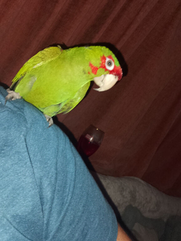 Cherry headed conure
