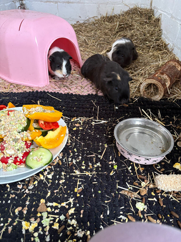 4 female guinea pigs