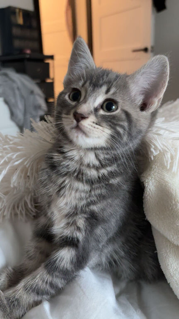 4 month grey kitten