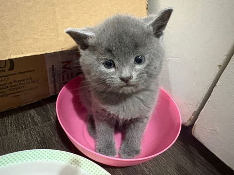 Kittens for sale