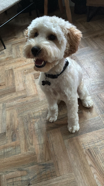 Marley- 10 month old cockapoo