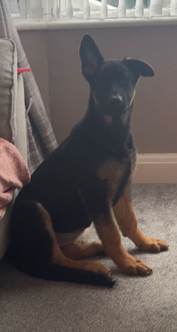 Female 4 month old.