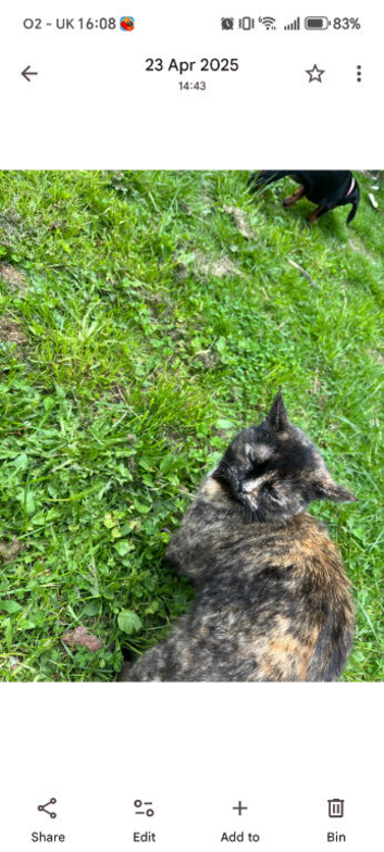 Kittens