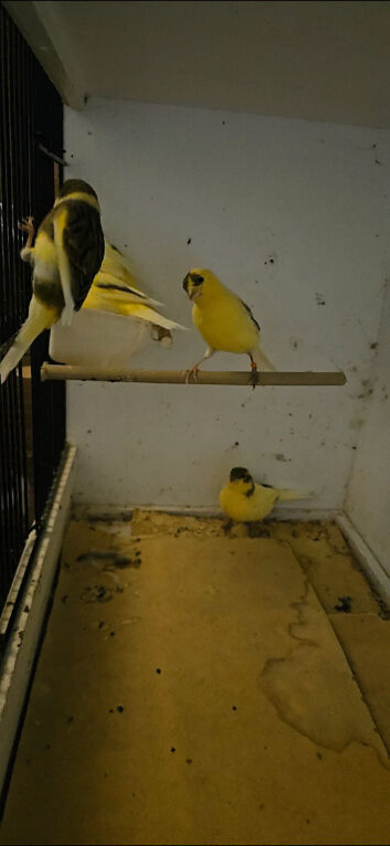 Mixed Canaries