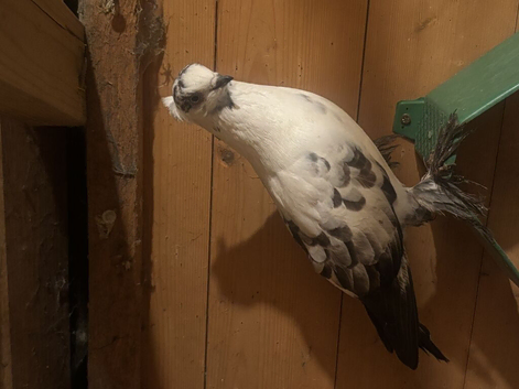 Pigeon