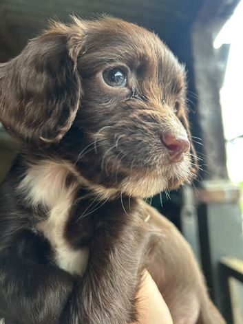 SPROCKERS PUPPIES