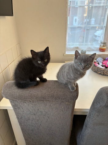Kittens ready to go