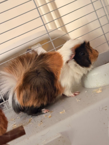 3 male guinea pigs