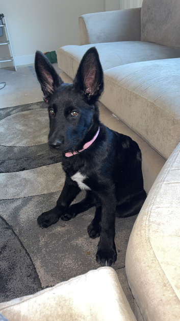 Giberian shepky