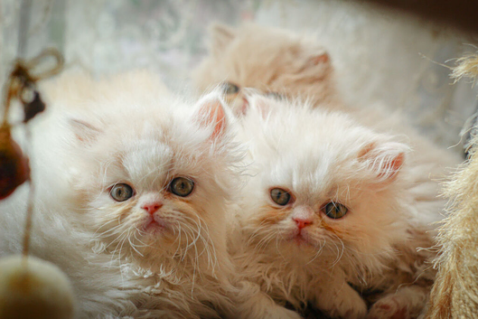 Beautiful kittens