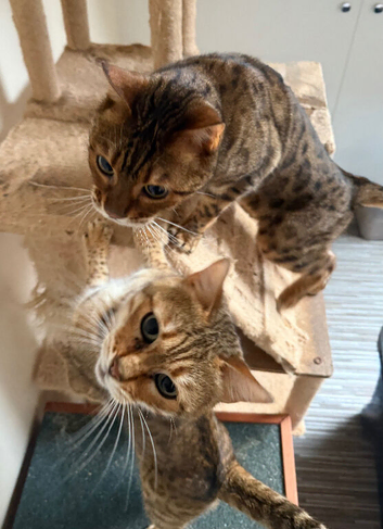 Bengal Pair needing a loving home