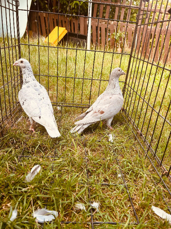 Colour racing pigeons