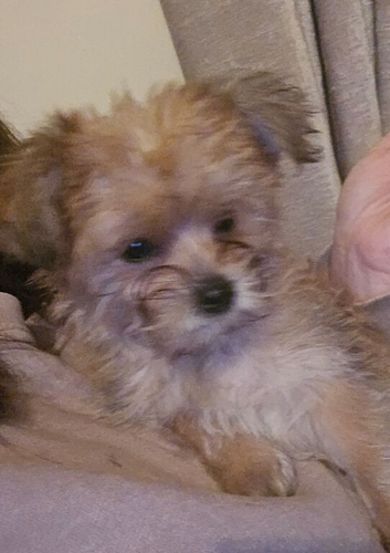 Ready for Forever Homes Yorkshire Terrier Puppies 2 boys left