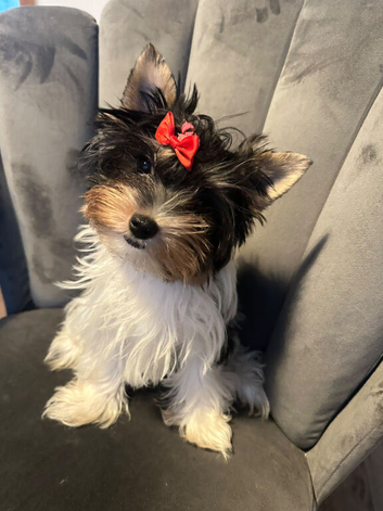 Last beautiful girl tiny and fluffy teacup