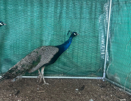 2-Year-Old Male Peacock  - Beautiful