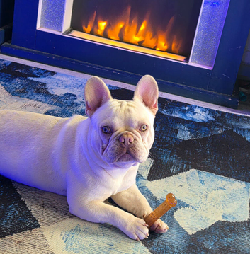 French bulldog male