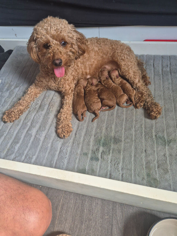 Toy poodle