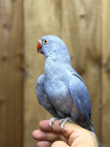 Ring neck parrot
