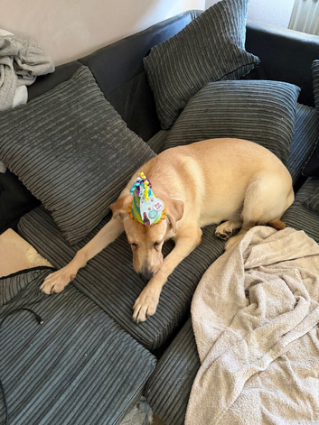 Yellow Labrador retriever