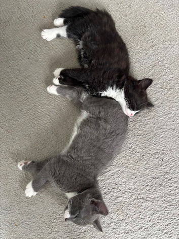 9 week old Male kitten